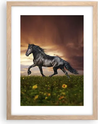 Produktbild von Gerahmtes Poster - Rahmen in heller Eiche - Pferd Tier Wiese - 30x40 cm - Wand Bild - Wanddeko - Wandbilder - Kunstposter - Wandposter - Bilderrahmen - Bilder - Kunstdruck - Wandbild - P2NPA30x40-2608