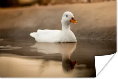 Produktbild von MuchoWow® Poster Ente - Vogel - Wasser - Weiß 90x60 cm - Schlafzimmer