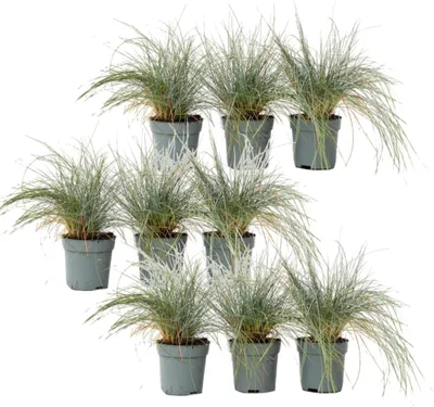 Produktbild von Blaugrünes Schwingel - 9 Stk - Festuca glauca Elijah Blue - Höhe 10-15cm - ⌀9cm