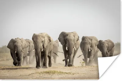 Produktbild von MuchoWow® Poster Elefant - Afrikanisch - Stoff 180x120 cm - Fotoplakat
