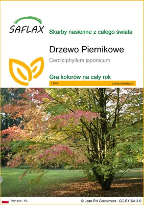 Zdjęcie produktu dla SAFLAX - Drzewo Piernikowe - 200 Nasiona - Cercidiphyllum japonicum