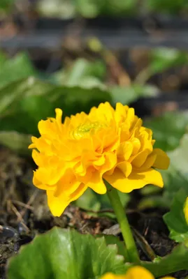 Produktbild von Caltha palustris 'Multiplex', Sumpfdotterblume, gefüllt, ca. 9x9 cm Topf
