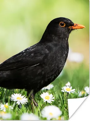 Produktbild von MuchoWow® Poster Vogel - Amsel - Blumen 90x120 cm - Wohnzimmer