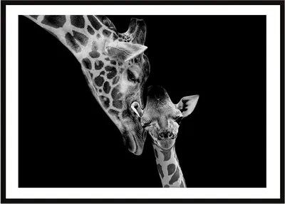 Produktbild von Bildplakat im Rahmen 33x43 cm Giraffen P2256