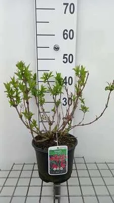 Produktbild von Weigela hybr. 'Red Prince' - Weigelie 40- 50 cm - Container