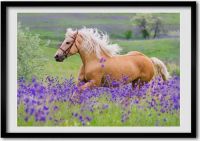 Produktbild von Bild - Bilder - Bilderrahmen - 70 cm x 50 cm - MDF-Rahmen, Wandkunst Ein Pferd in einem Feld von Lavendel