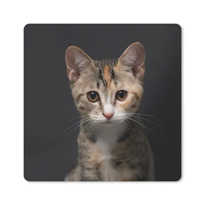 Produktbild von MuchoWow® Mauspad Mousepad Katze - Schwarz - Porträt 20x20 cm - Mousepads - Maus Mat - Pad - Mausunterlage