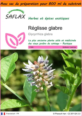 Image de SAFLAX Garden in the bag - Réglisse glabre - 30 graines - Glycyrrhiza