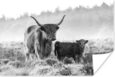 Produktbild von MuchoWow® Poster Schottischer Highlander und ein Kalb - schwarz und weiß 90x60 cm - Schlafzimmer