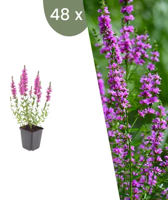 Produktbild von Plants by Frank | 48 Blutweiderich Pflanzen | Lythrum Salicaria | Stauden | Winterhart | Mehrjährig | Gartenpflanzen