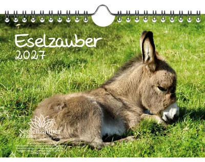 Produktbild von Eselzauber DIN A5 Kalender für 2027 Esel - Seelenzauber