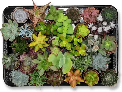A collection of small succulent plants in individual pots, arranged on a black tray.