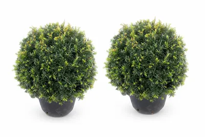 Produktbild von 2x Eiben Kugeln, Kugeleibe, 30-35 cm, Taxus baccata, winterhart und immergrün