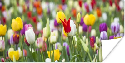 Produktbild von MuchoWow® Poster Blumen - Farben - Frühling 40x20 cm - Poster für die Wand - Poster Schlafzimmer