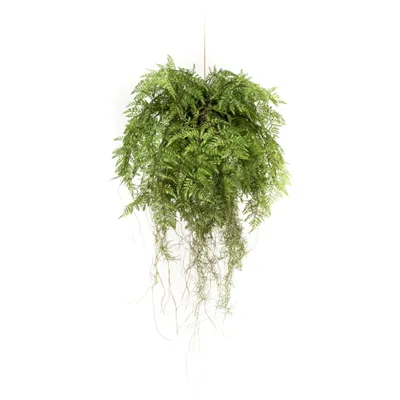 Produktbild von Emerald Künstlicher Farn mit Wurzeln Hängend 55 cm