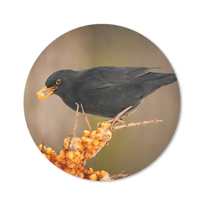 Produktbild von MuchoWow® Mauspad Mousepad Vogel - Amsel - Winter - Eis - Beere 40x40 cm - Mousepads - Maus Mat - Pad - Mausunterlage - Schreibtisch Accessoires