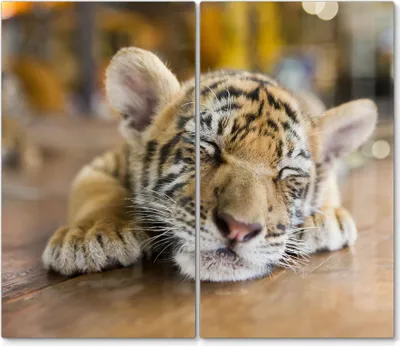 Produktbild von DEQORI Herdabdeckplatte Glas 2-tlg 'Schlafendes Tigerbaby' Herd Abdeckung Küche