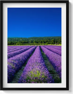 Produktbild von Lavendelfeld in der Provence– Wandbild mit Rahmen – Gerahmtes Bild  – Wanddekoration – 60x80 cm –  Schwarz Rahmen