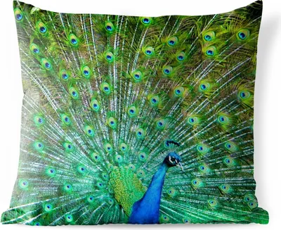 Produktbild von MuchoWow® Outdoor Kissen - Pfau mit blau-grünem Gefieder - 40x40 cm - Wetterfest - Lounge Kissen - Kopfkissen - Interieur - Polster mit Bild