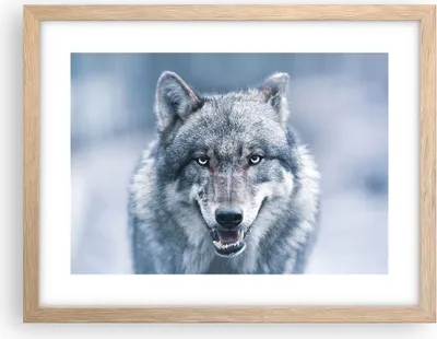 Produktbild von Gerahmtes Poster - Rahmen in heller Eiche - Wolf Raubtier Wildheit - 40x30 cm - Wand Bild - Wanddeko - Wandbilder - Kunstposter - Wandposter - Bilderrahmen - Bilder - Kunstdruck - P2NAA40x30-5073