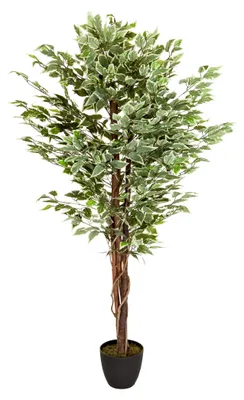 Obrázok produktu pre hjh OFFICE Umelá rastlina FICUS Umelá rastlina breza Výška 165,0 cm Dekorácie