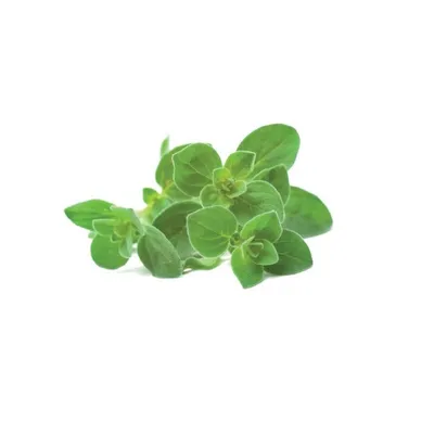 Produktbild von Click & Grow Click & Grow Smart Garden refill Oregano 3pcs