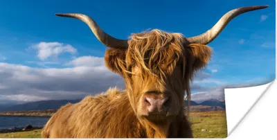 Produktbild von MuchoWow® Poster Schottische Highlander - Tiere - Gras 40x20 cm - Poster für die Wand - Poster Schlafzimmer