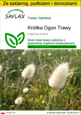 Zdjęcie produktu dla SAFLAX - Zestaw do uprawy - Królika Ogon Trawy - 100 Nasiona - Z mini szklarnią, podłożem uprawowym i 2 doniczkami - Lagurus ovatus