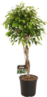 Produktbild von Birkenfeige Ficus Benjamina Exotica Ø27cm ↕120cm Große Zimmerpflanze Deko