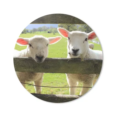 Produktbild von MuchoWow® Mauspad Mousepad Schafe - Tiere - Bauernhof 30x30 cm - Mousepads - Maus Mat - Pad - Mausunterlage - Tischunterlage - Schreibtischmatten