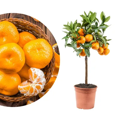 Produktbild von Meine Orangerie Satsuma Mandarine Mezzo - echter Citrusbaum - veredelter Zitrusbaum - Citrus Unshiu - Fruchtreifer Mandarinenbaum in Gärtnerqualität