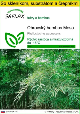Obrázok produktu pre SAFLAX Kultivačný set - Obrovský bambus Moso - Phyllostachys pubescens - 20 Semená - S mini skleníkom, pestovateľským substrátom a 2 črepníkmi