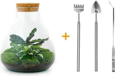 Immagine prodotto di Terrario fai da te - Sammie - ↕ 27 cm