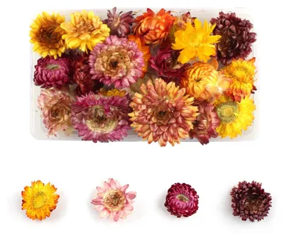 Trockenblumen-Set, 1 Box, 190x130x23 mm, für DIY-Dekoration