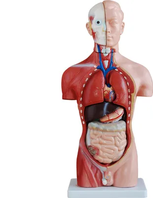 Obrázek produktu pro Anatomický model Lidský trup Anatomický model Lidské tělo Anatomický model člověka Modely člověka Výukový model 45 cm s orgány MedMod