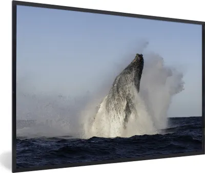 Produktbild von MuchoWow® MuchoWow® Gerahmtes Poster Wal - Wasser - Südafrika 90x60 cm - Poster mit zchwarzem Bilderrahmen - Fotorahmen - Foto-Plakat