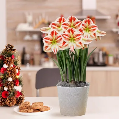 Zdjęcie produktu dla Cebula amarylisu "Clown" - 1 duża cebula (26/30) - Ekskluzywne cebule - Prawdziwe rośliny z Holandii - Hippeastrum (bez nasion, wosk, nie są sztuczne)