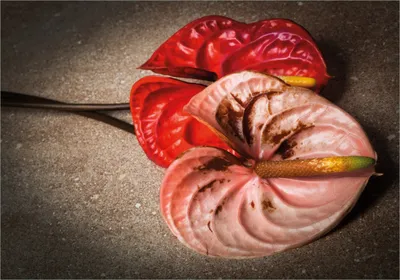 Produktbild von Wallario Poster - Blüten einer Flamingoblume - Anthurie - auf schwarzem Marmor, Kunstdruck Größe: 70 x 100 cm
