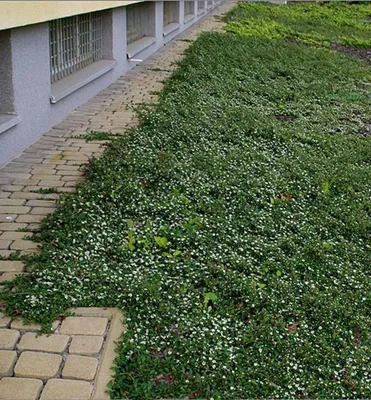 Produktbild von Zwergmispel ´QUEEN OF CARPET´ 15-20 cm, Cont. 1 l