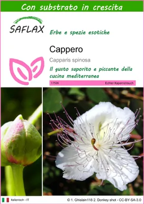 Immagine prodotto di SAFLAX  - Cappero - 25 semi - Con substrato - Capparis