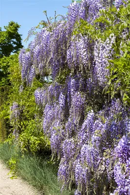 Produktbild von Wisteria floribunda, Japanische Blauregen, 60–100 cm