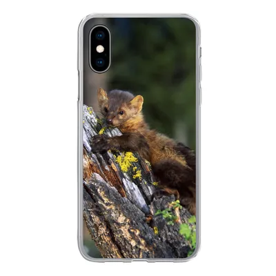 Produktbild von MuchoWow® Handyhülle Schutzhülle Hülle für iPhone X Marder - Baum - Wald Silikon Softcase Handy Hülle - Handyhülle