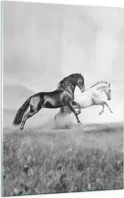Produktbild von Bilder auf glas - Einteilig - Pferde Tiere Galopp Wiese - 50x70cm - Glasbilder - Wandbilder - Bilder - zum Aufhängen bereit - Wanddekoration aus Glas - Glas Bilder - Wandbild auf Glas - GPA50x70-2683