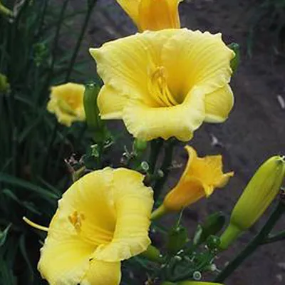 Image de 6 x hémérocalle  - Hemerocallis « Mini Stella »  | Pot 9 cm x 9 cm