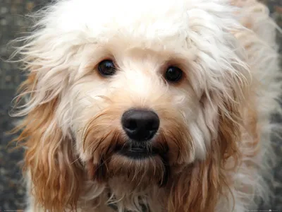 Produktbild von Hunde Kunstdruck Bild - Süßer Cockapoo (60 x 80 cm)