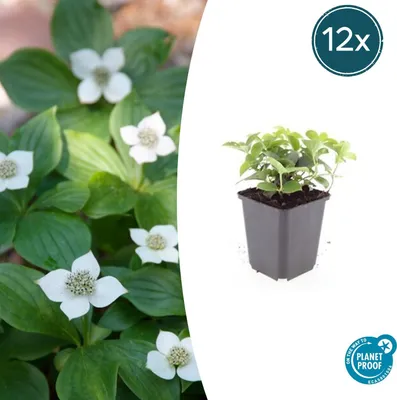 Image de Cornus canadensis | 12 pièces - 10-25cm - Ø9cm - Plante de jardin