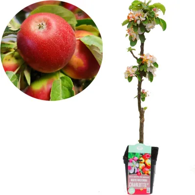 Produktbild von Malus domestica Ballerina 'Charlotte' 5 Liter Topf, Säulenapfelbaum