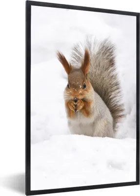 Produktbild von MuchoWow® MuchoWow® Gerahmtes Poster Eichhörnchen - Tier - Schnee 60x90 cm - Poster mit zchwarzem Bilderrahmen - Kunst