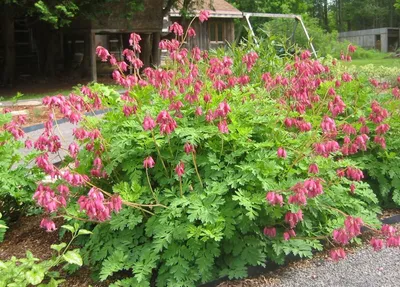 Produktbild von Stauden Gänge 3 x Dicentra formosa 'Luxuriant‘ -  Tränendes Herz - Romantische Eleganz für schattige Beete - Seltenheit - Rarität