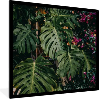 Produktbild von MuchoWow® Gerahmtes Poster Grüne Monstera mit rosa Blüten 40x40 cm - Poster mit Schwarzem Bilderrahmen Wandposter Rahmen Foto Bilder - Mit Rahmen - Wanddekoration Schlafzimmer
